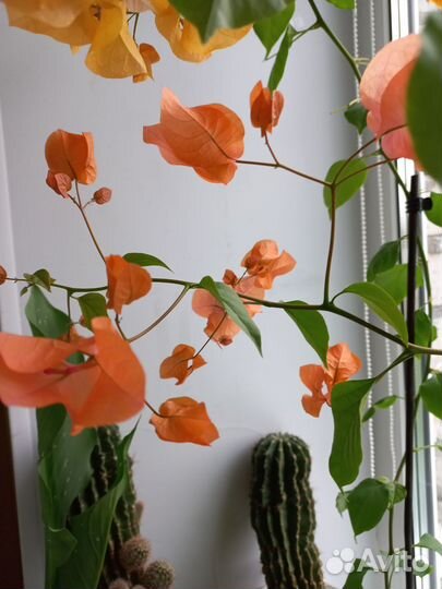 Бугенвиллия