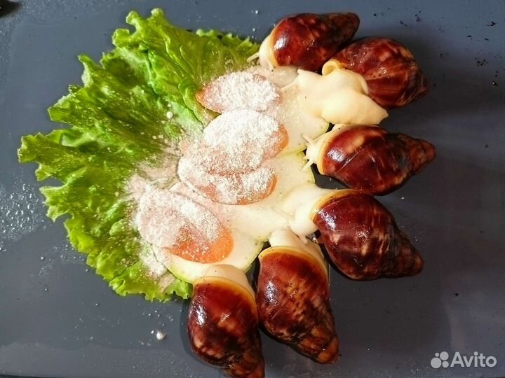 Улитки архахатины Бенин