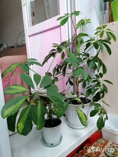 Домашние растения с горшком, торг уместен