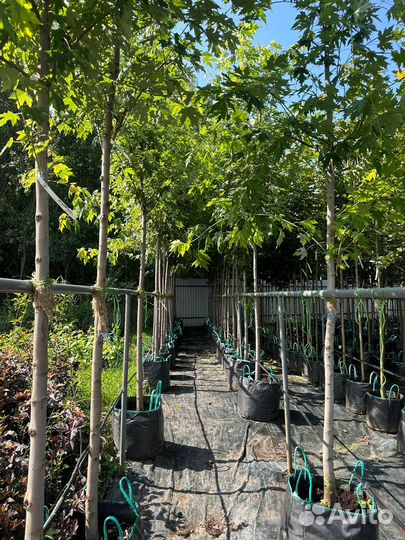 Клен сахаристый 3-3.5 м