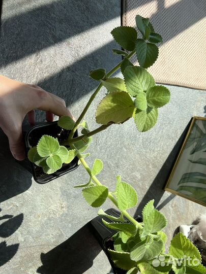 Плектрантус домашняя мята в горшке