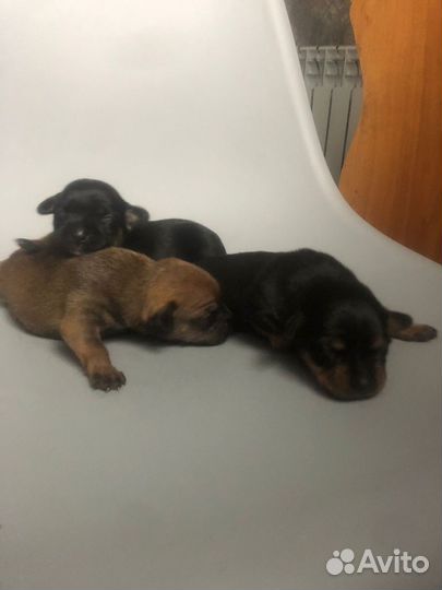 Той-терьер щенки