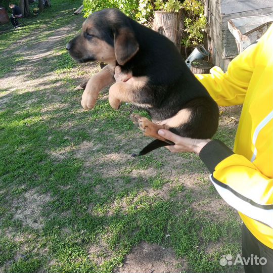 Щенки в добрые руки