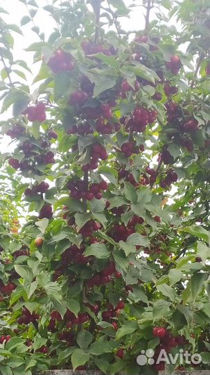 Кизил саженцы