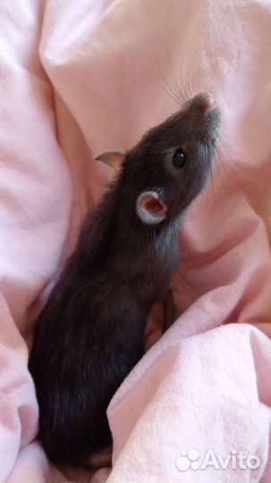 Рисую ваших питомцев