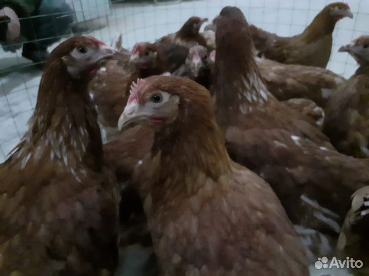 Куры Несушки