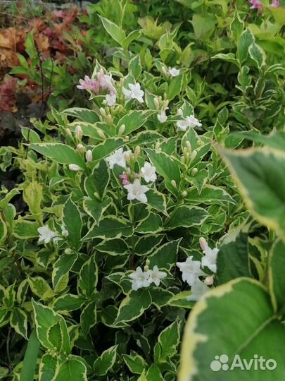 Чернозем сорт 1,перегной отлежавшийся 2-3г,1-20куб