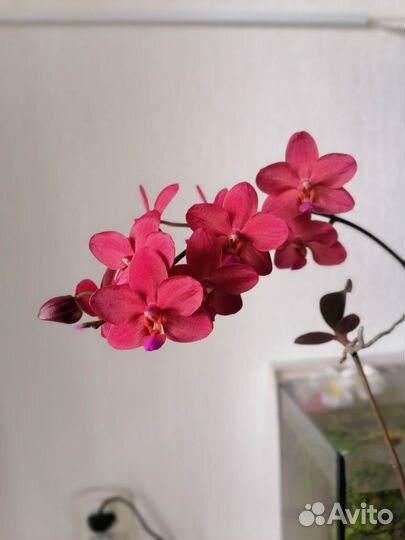 Phal. Buddha's Treasure. Орхидея фаленопсис