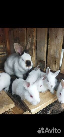 Калифорнийские кролики