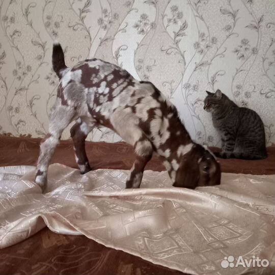 Англо нубийский козлик