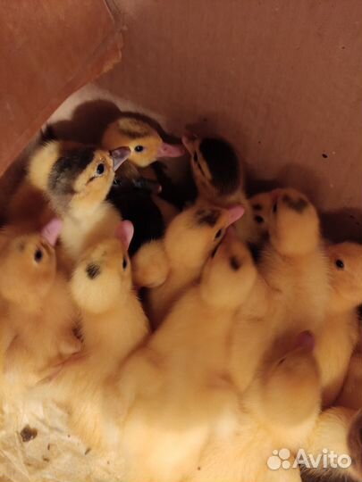 Утята мускусной утки (индоутки)