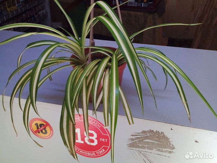 Хлорофитум