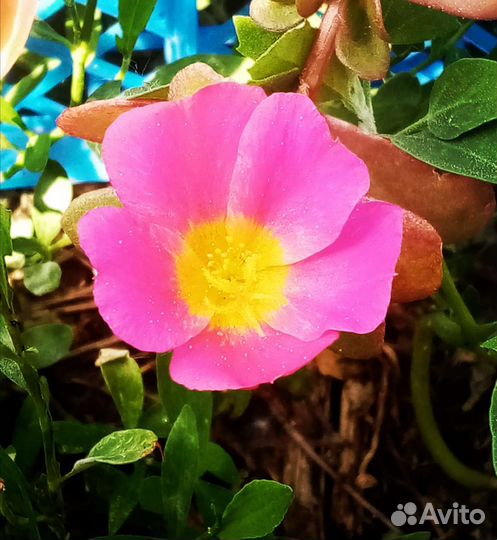 Портулак вегетативный ампельный 8 расцветок