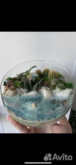 Флорариумы,суккуленты