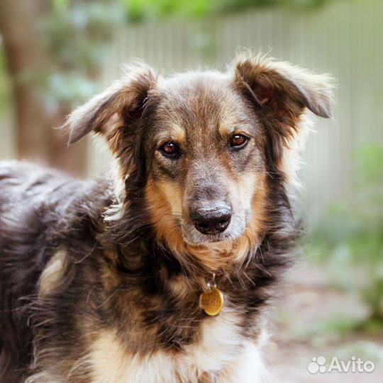 Бесплатно длинношёрстная собака в добрые руки
