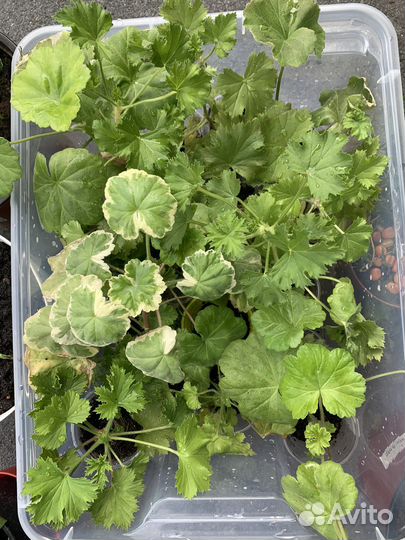 Пеларгония герань сортовая королевская зональная