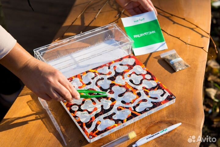 Ферма с муравьями / Формикарий