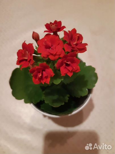 Комнатные цветы ждут вас