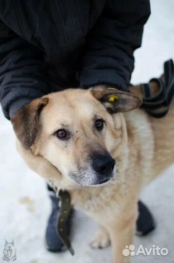 Пёс Рэд ищет дом