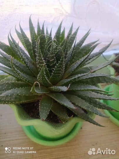 Алоэ осистое