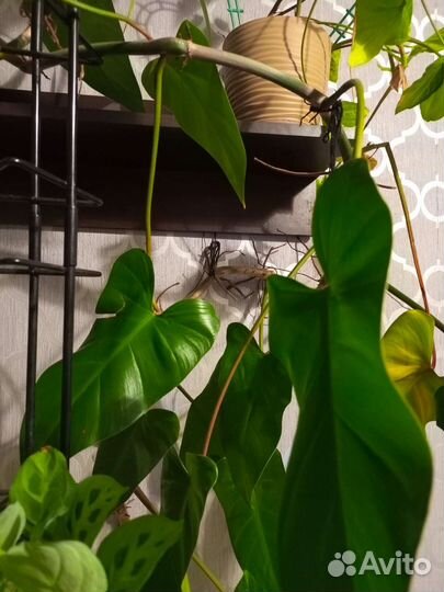 Филодендрон ред