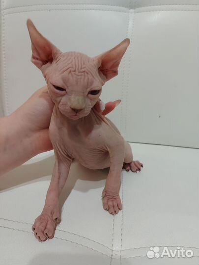 Канадский сфинкс