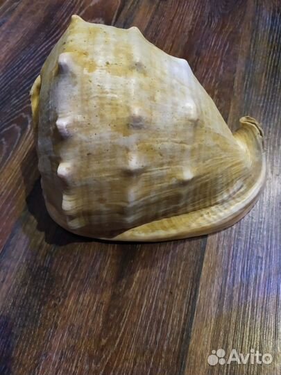 Большая морская раковина