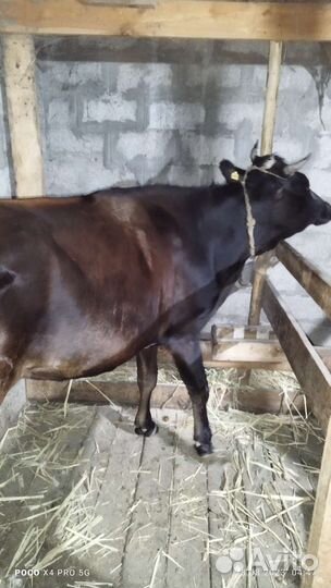 Корова дойная