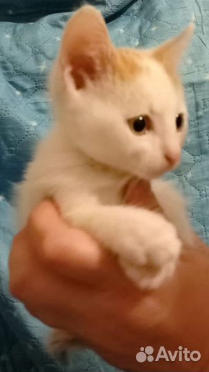 Котенок мальчик