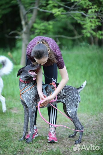 Тренировка собак