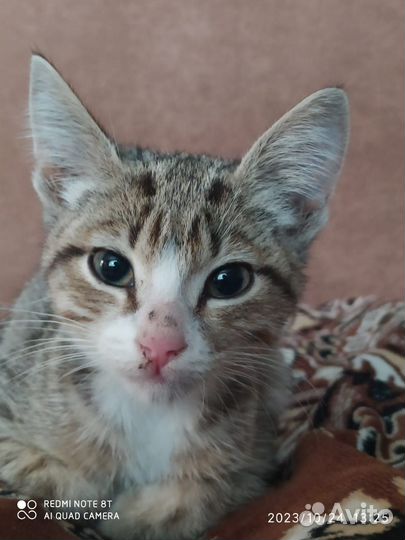 Отдаем в добрые руки