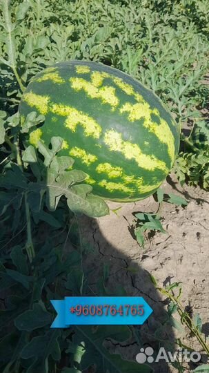 Арбуз