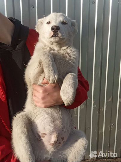 Собака алабай