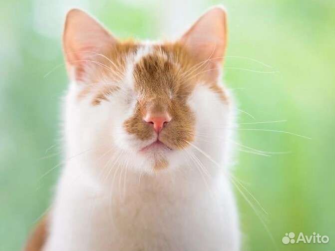 Котята, котики инвалиды, особенные ищут свой дом