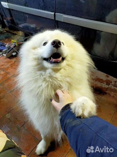 Передержка для животных