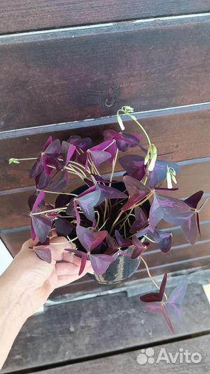 Кислица оксалис