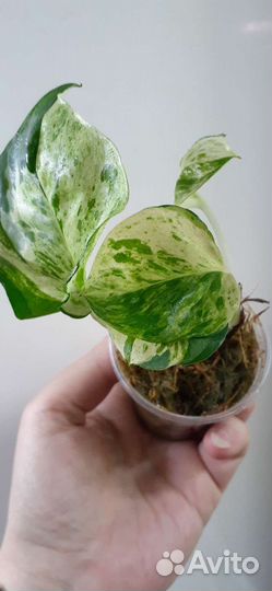 Сциндапсус эпипремнум, разные сорта