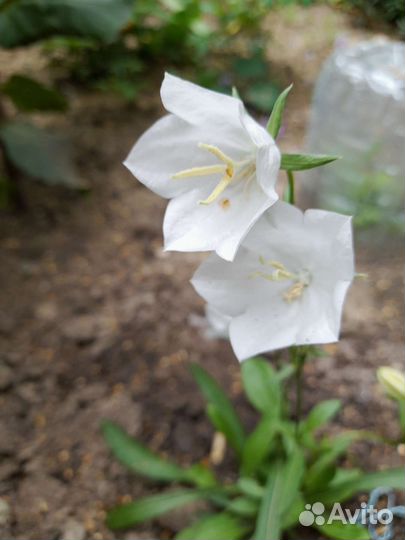 Колокольчик многолетник