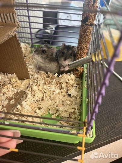 Джунгарский хомяк