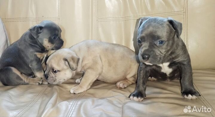 Американский булли