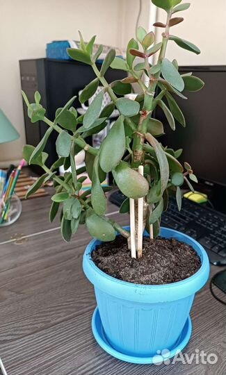 Толстянка большая