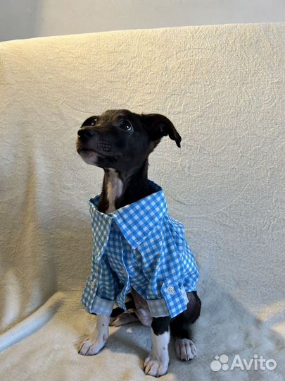 Серкан щенок бесплатно ищет дом. Мальчик