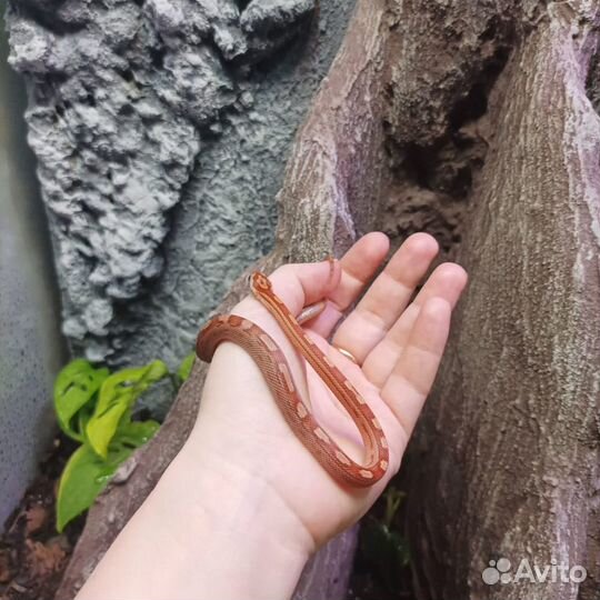 Маисовый полоз