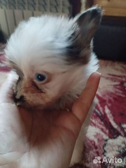 Щенки шпица