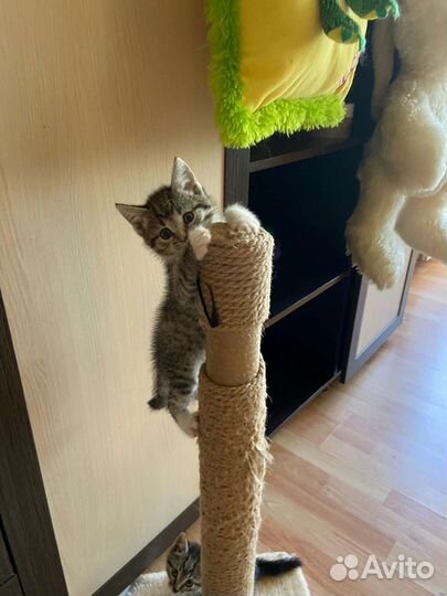 Кошки в добрые руки