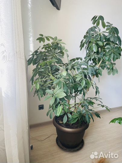 Комнатные растения большие