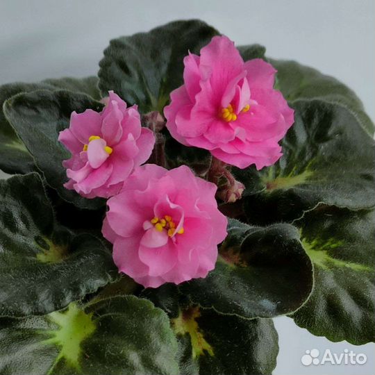 Фиалка в горшках