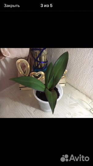 Рео цветущая, денежное дерево