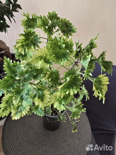 Колеусы сортовые