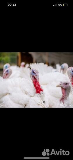 Индюки домашние